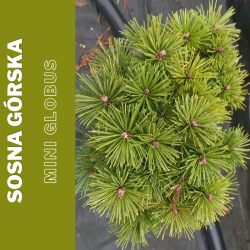 Sosna górska   Mini  Globus